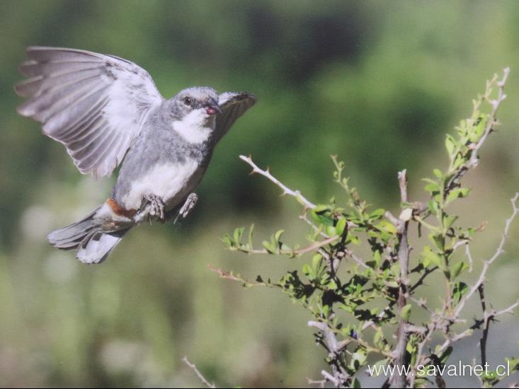 “Retratos Alados: Chile y las aves de FUSAT” 
