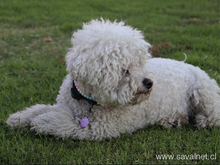 Huellas terapéuticas